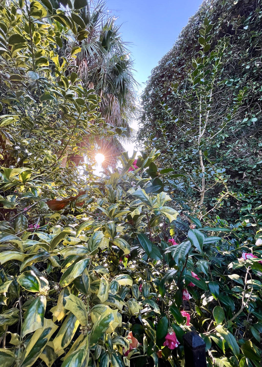 32 1/2 Chapel Street Charleston, SC 29403 - Photo 21 of 37 21