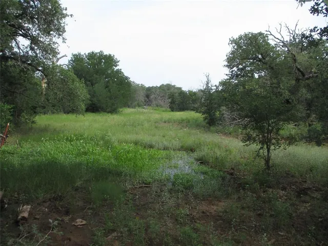 a view of a lush green forest