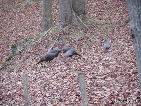 0 Pigeon Roost Road Green Mountain, NC 28740 - Photo 21 of 24