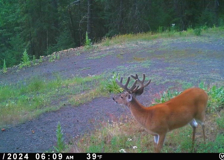 Lot 19 Little Salmon Road, Unit 19 New Meadows, ID 83654 - Photo 5 of 37