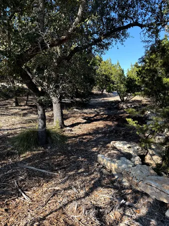 a view of a forest with trees