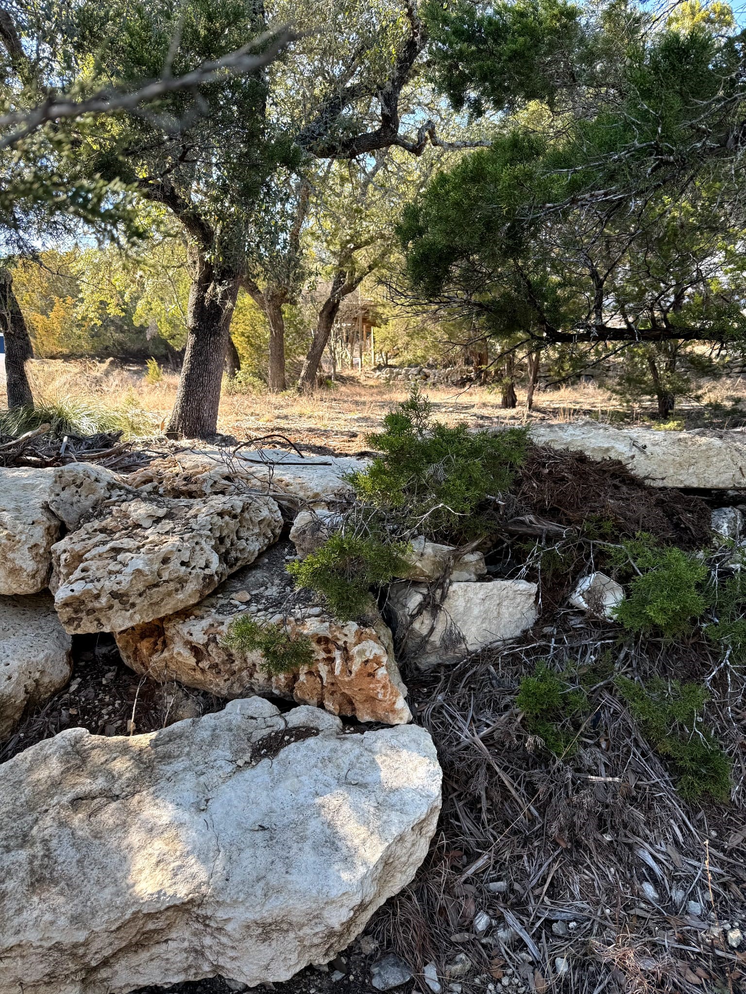 1392 Johnson Road Canyon Lake, TX 78133 - Photo 10 of 18 a view of a yard with a tree