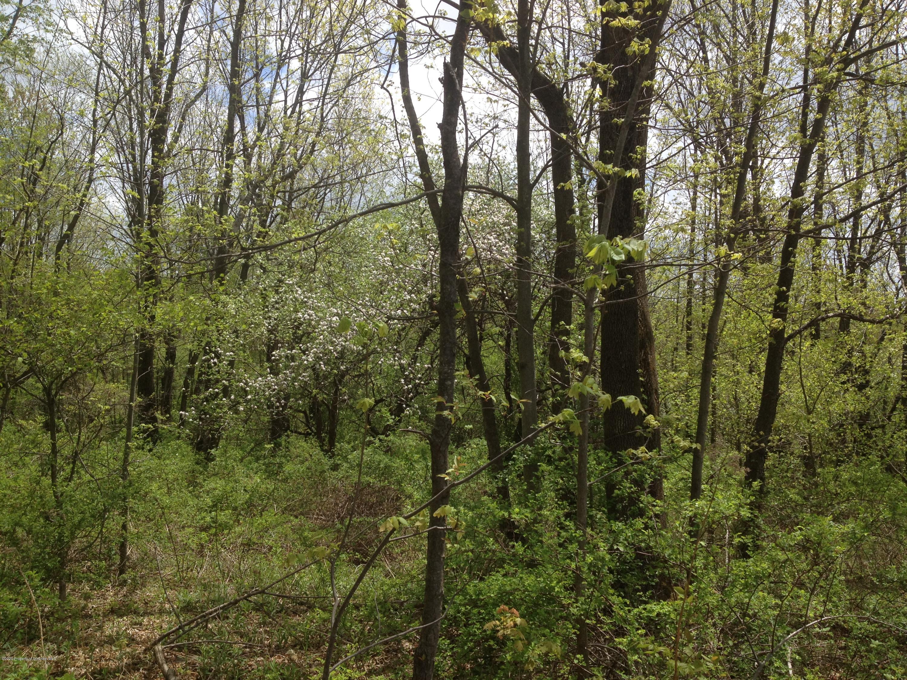 Cemetery Road Lake Ariel, PA 18436 - Photo 1 of 4 a view of a forest with a tree