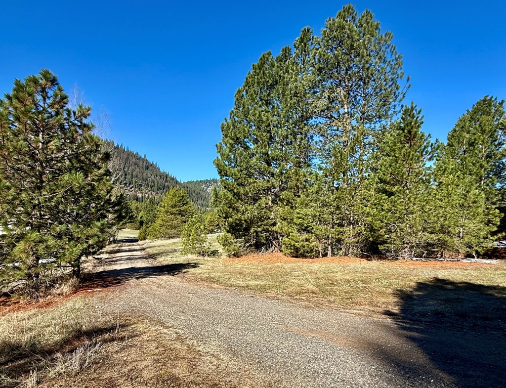 Pt Lot 7 Packer John Road, Unit 7 Cascade, ID 83611 - Photo 11 of 16 Mature Trees on Property