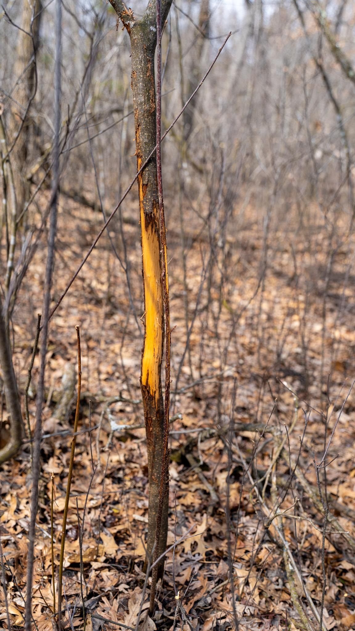 Lot 2-43 Ac Dover Adams, WI 53910 - Photo 28 of 32