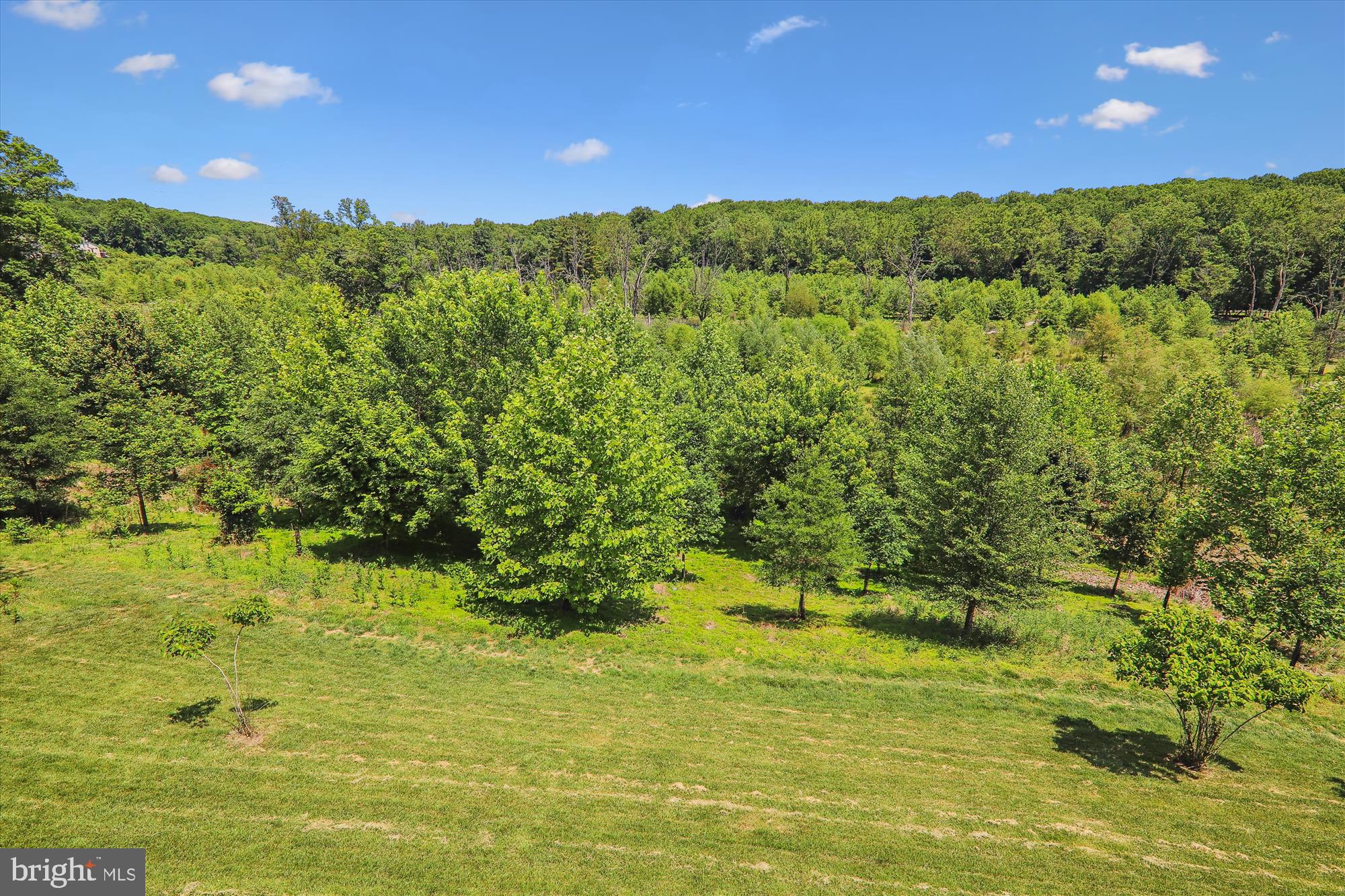 13327 Redspire Drive Silver Spring, MD 20906 - Photo 58 of 90 Unobstructed views of the trees-birds-nature-wow!