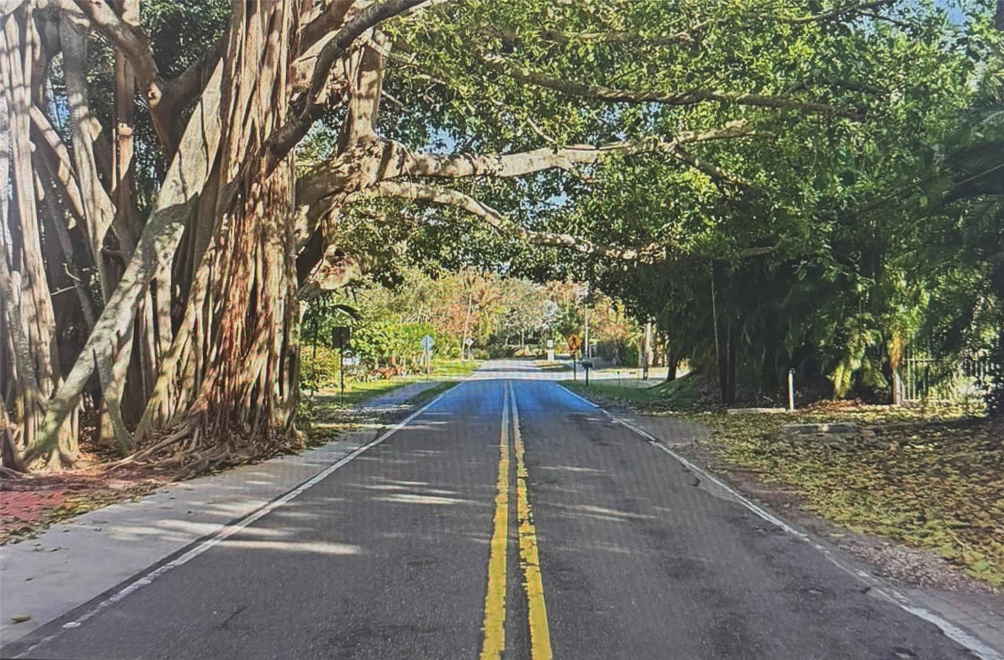 Banyan tree tunnel