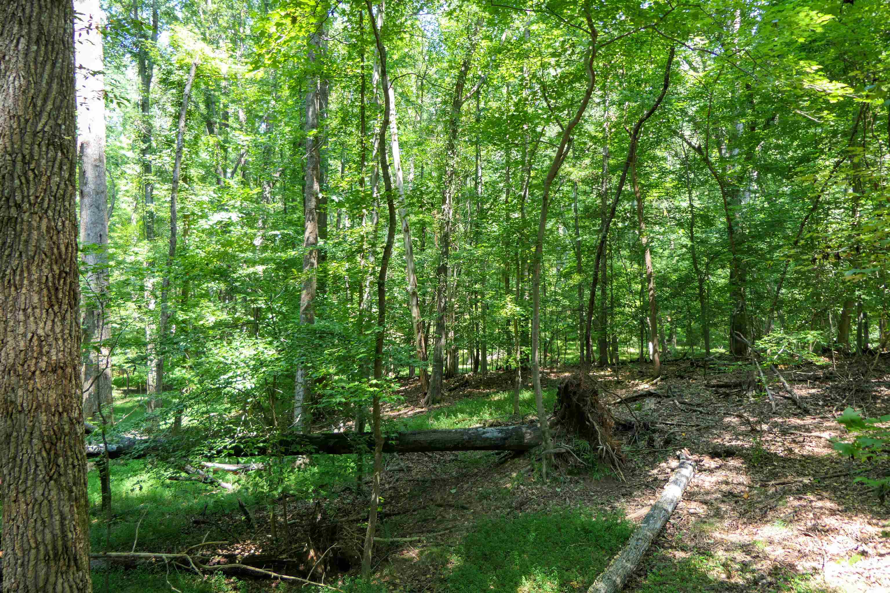 116 Meansville Road Union, SC 29379 - Photo 2 of 8 Gallery Image 2