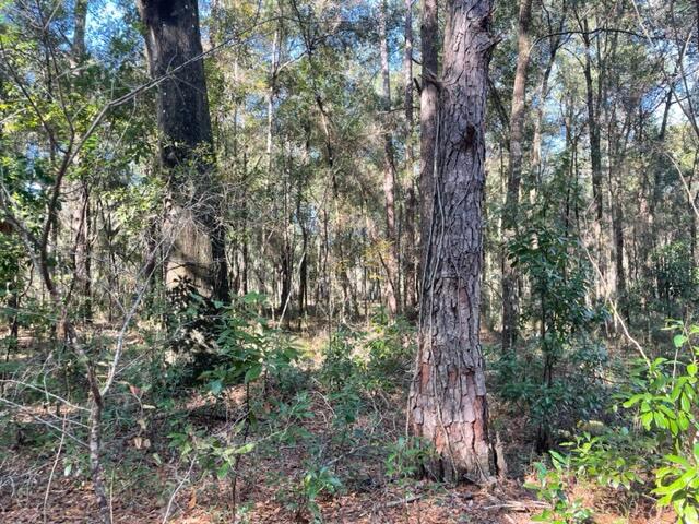 0 Undetermined Belleview, FL 34420 - Photo 1 of 7 IMG_6582