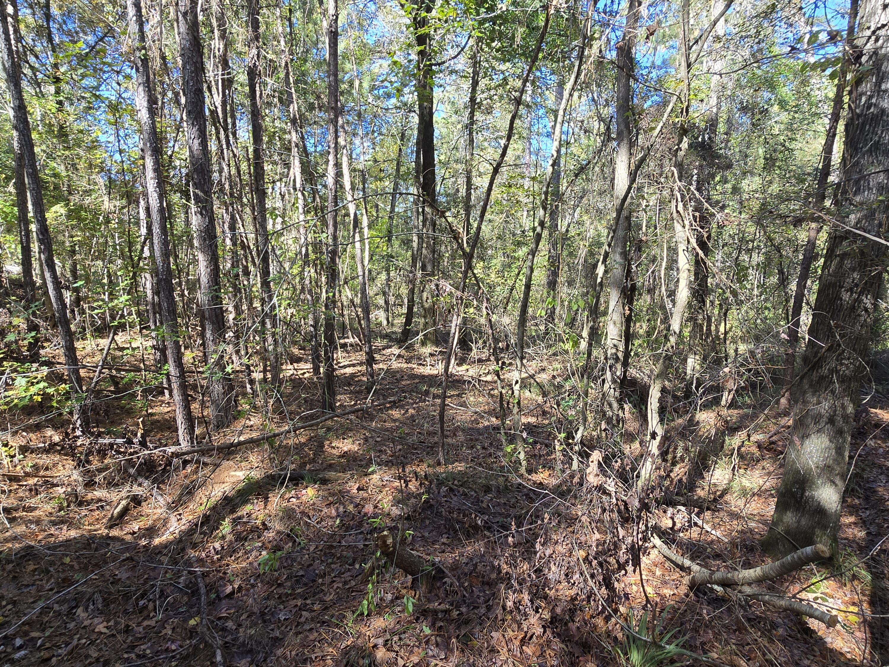 7501 Rainey Morris Road Appling, GA 30802 - Photo 33 of 47 20251031_133726