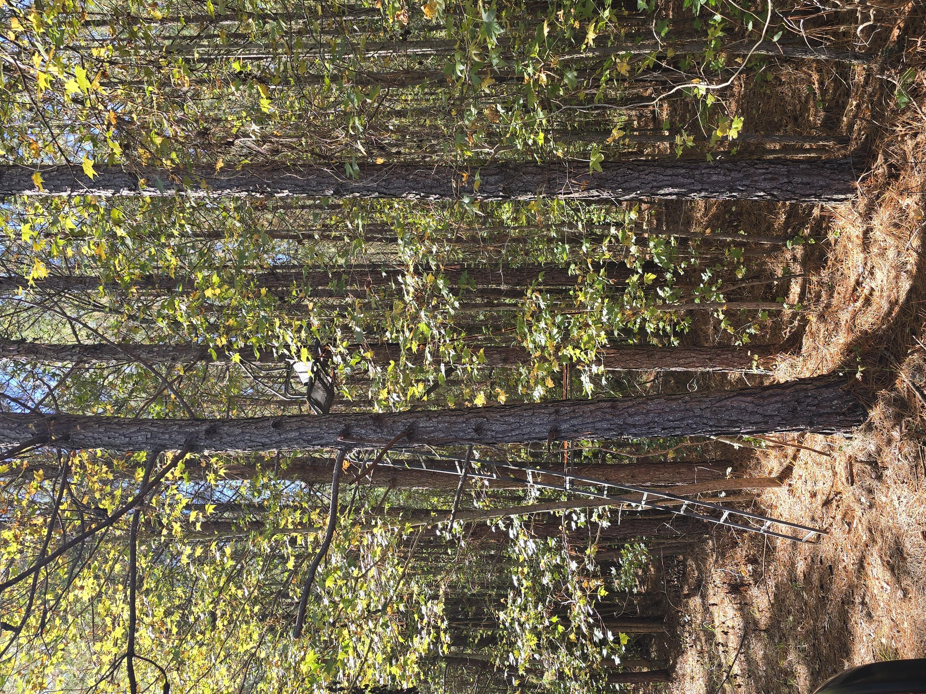 7501 Rainey Morris Road Appling, GA 30802 - Photo 34 of 47 20251031_133906