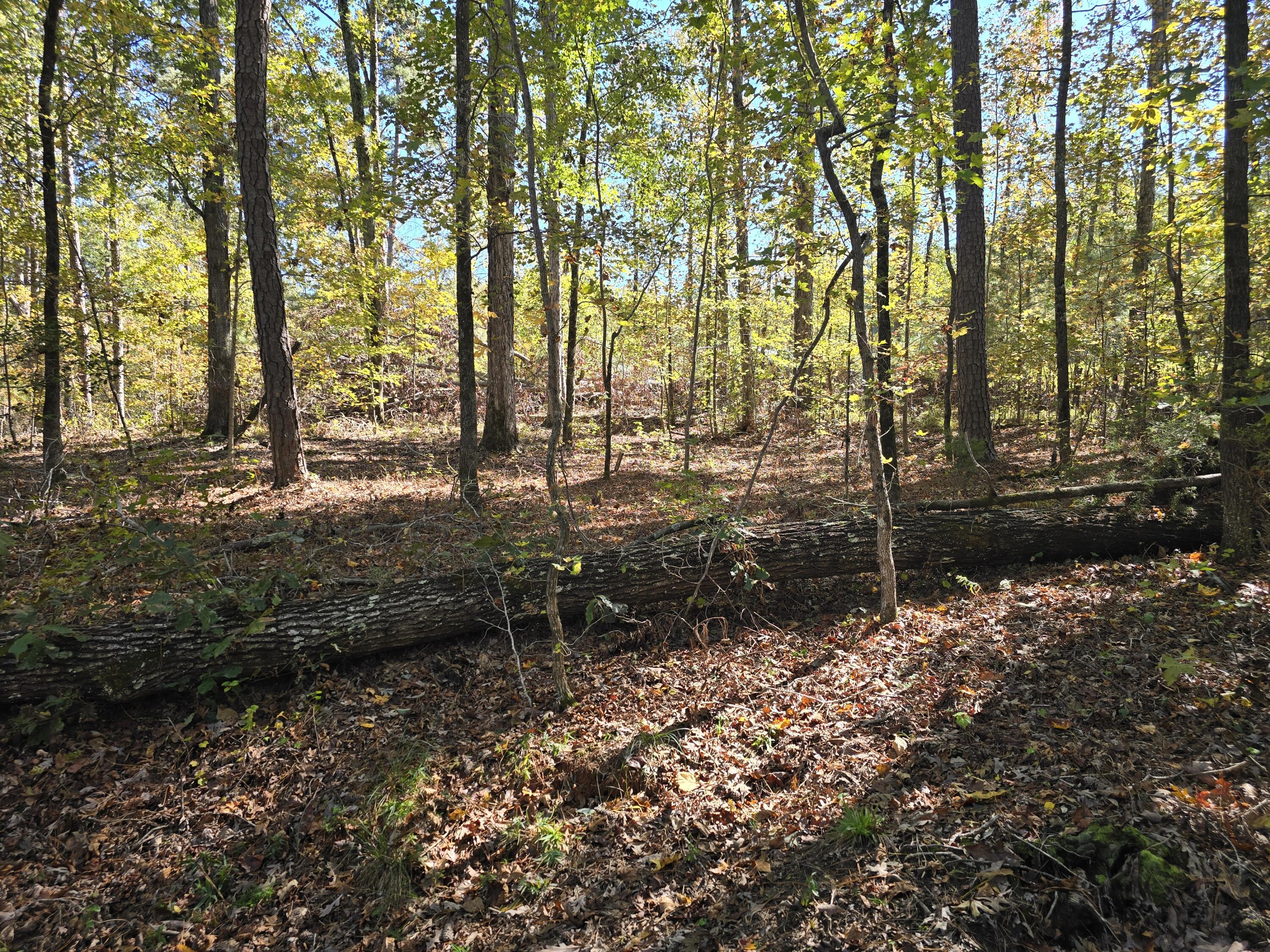 7501 Rainey Morris Road Appling, GA 30802 - Photo 40 of 47 20251031_134738