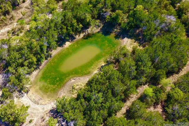 a view of a yard with plants and a large tree