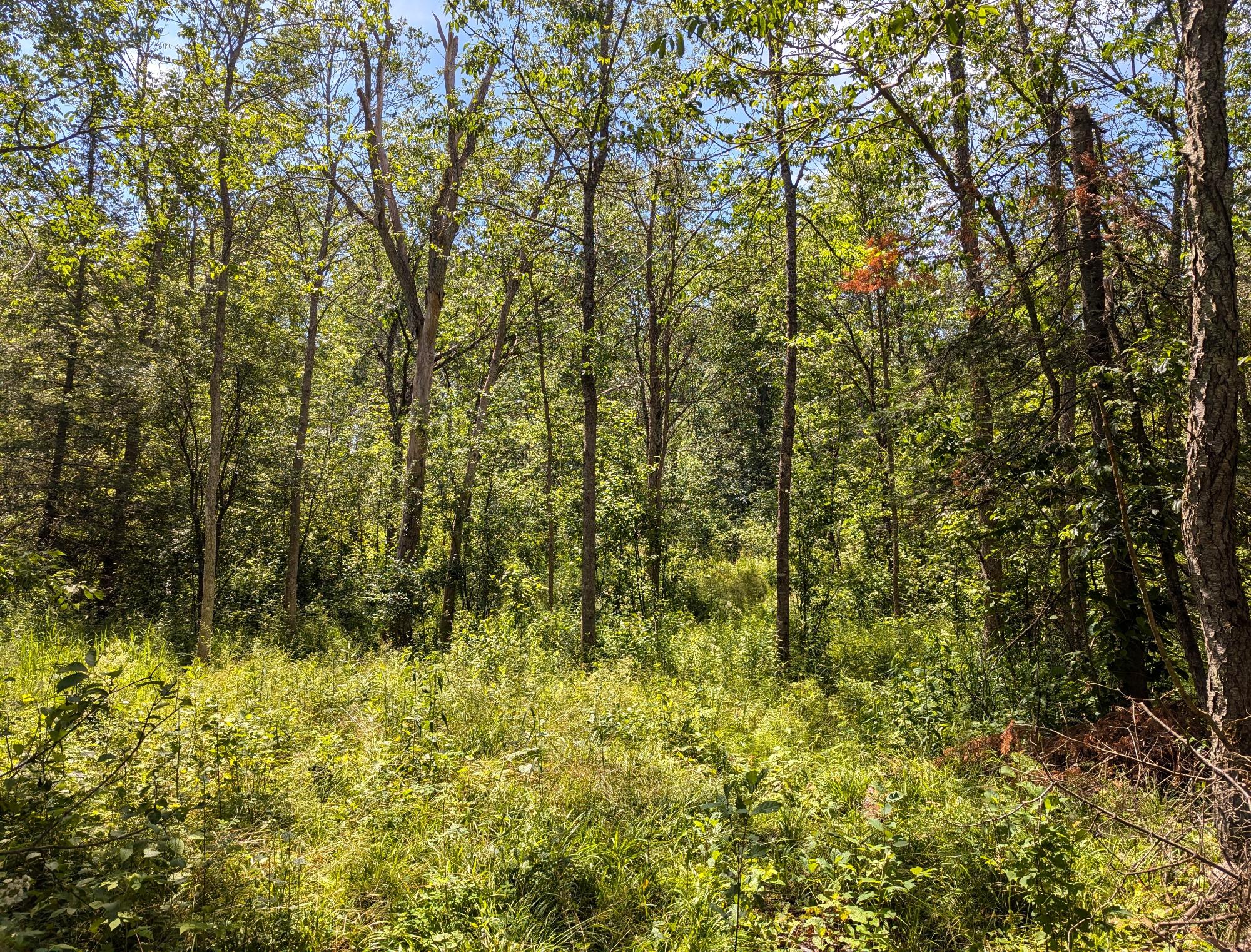 N6581 Homestead Road Hawkins, WI 54530 - Photo 39 of 61 Gallery Image 39