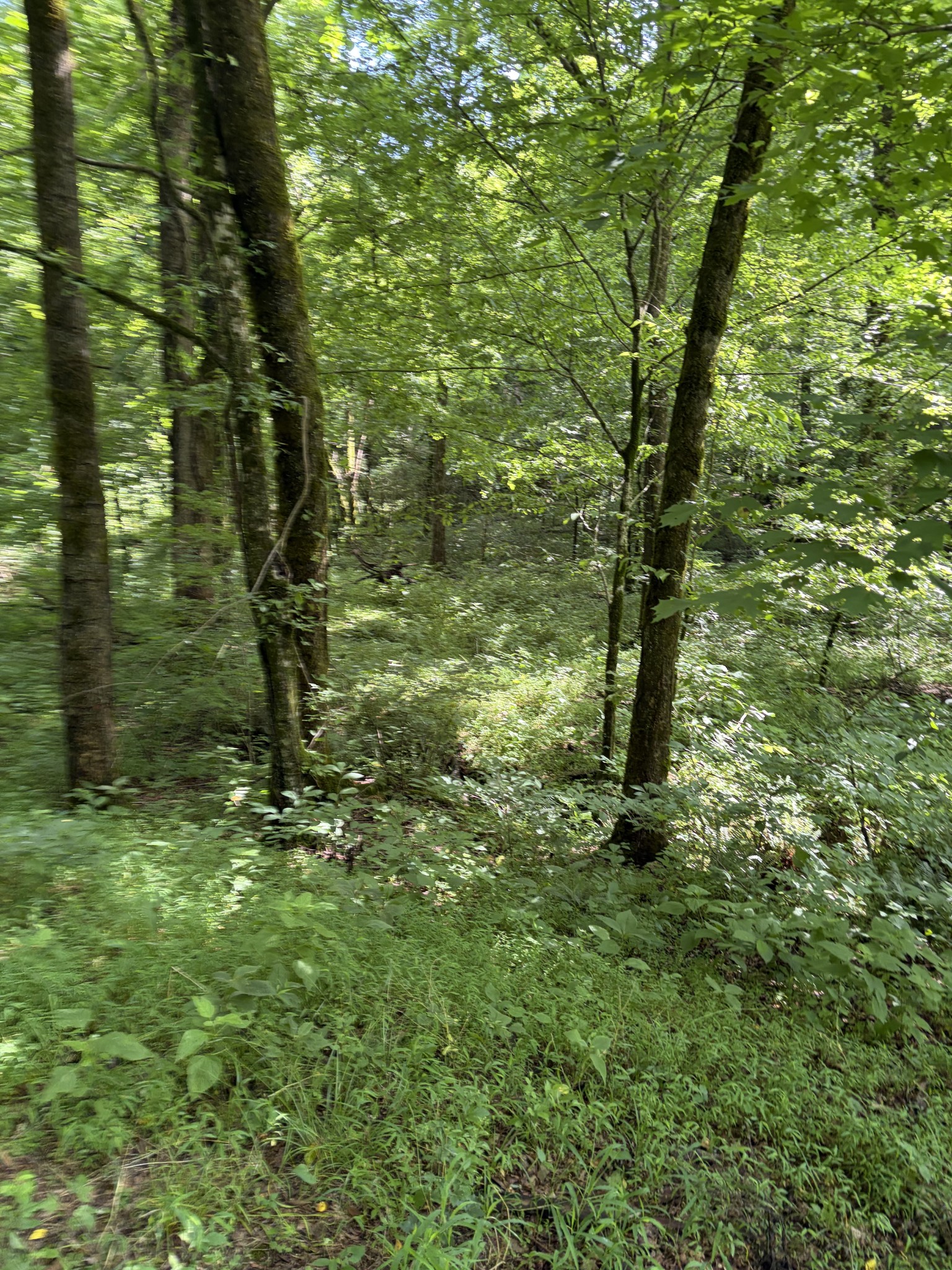 0 Kelso-Smithland Road Kelso, TN 37348 - Photo 25 of 45 a view of outdoor space and trees