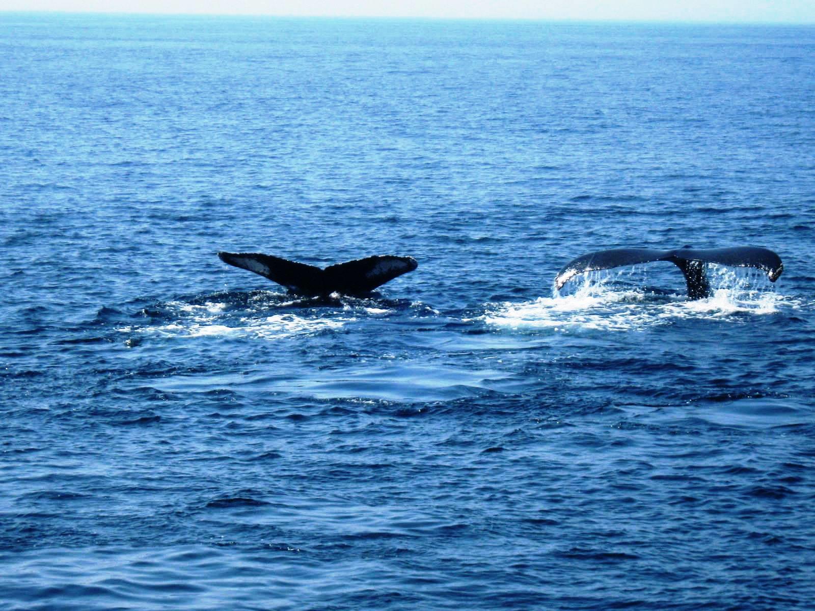 713 Strawberry Hill Road Centerville, MA 02632 - Photo 18 of 18 whalewatch.jpg