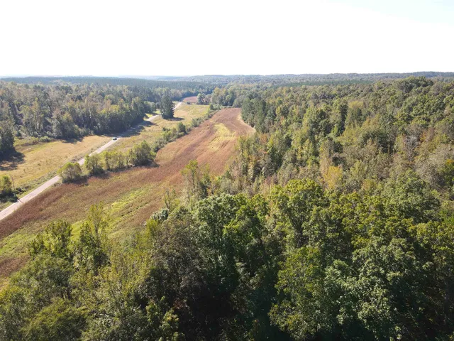 a view of a forest with a mountain in the background