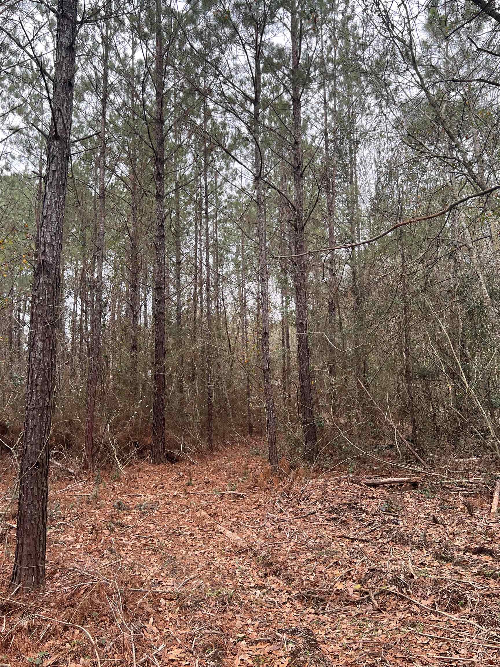 0 Hunting Club Road Seminole, AL 36574 - Photo 4 of 4
