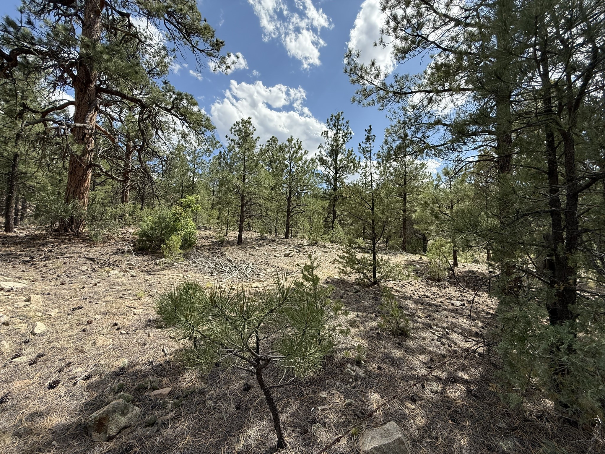 2318 Old Red River Road Questa, NM 87556 - Photo 26 of 36