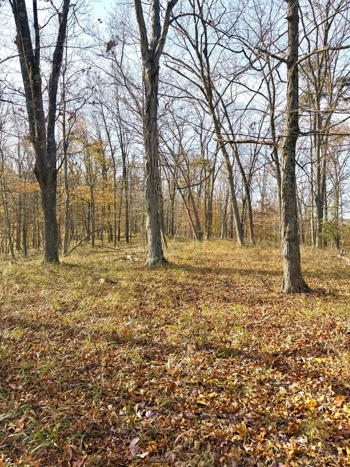 0 South Chenoweth Fork Road Piketon, OH 45661 - Photo 3 of 95