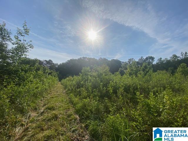 0 Highway 231, Unit 88 / AC Cleveland, AL 35049 - Photo 15 of 20