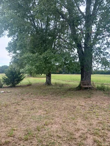 a view of a yard with a tree
