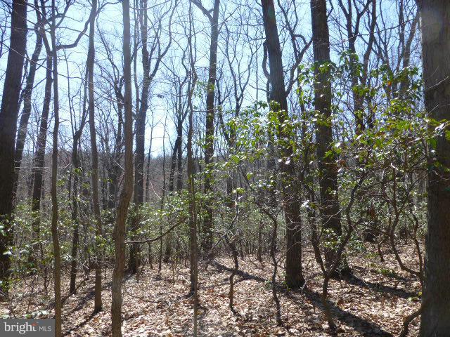 Mt Zion Road Frederick, MD 21703 - Photo 1 of 6 a view of forest