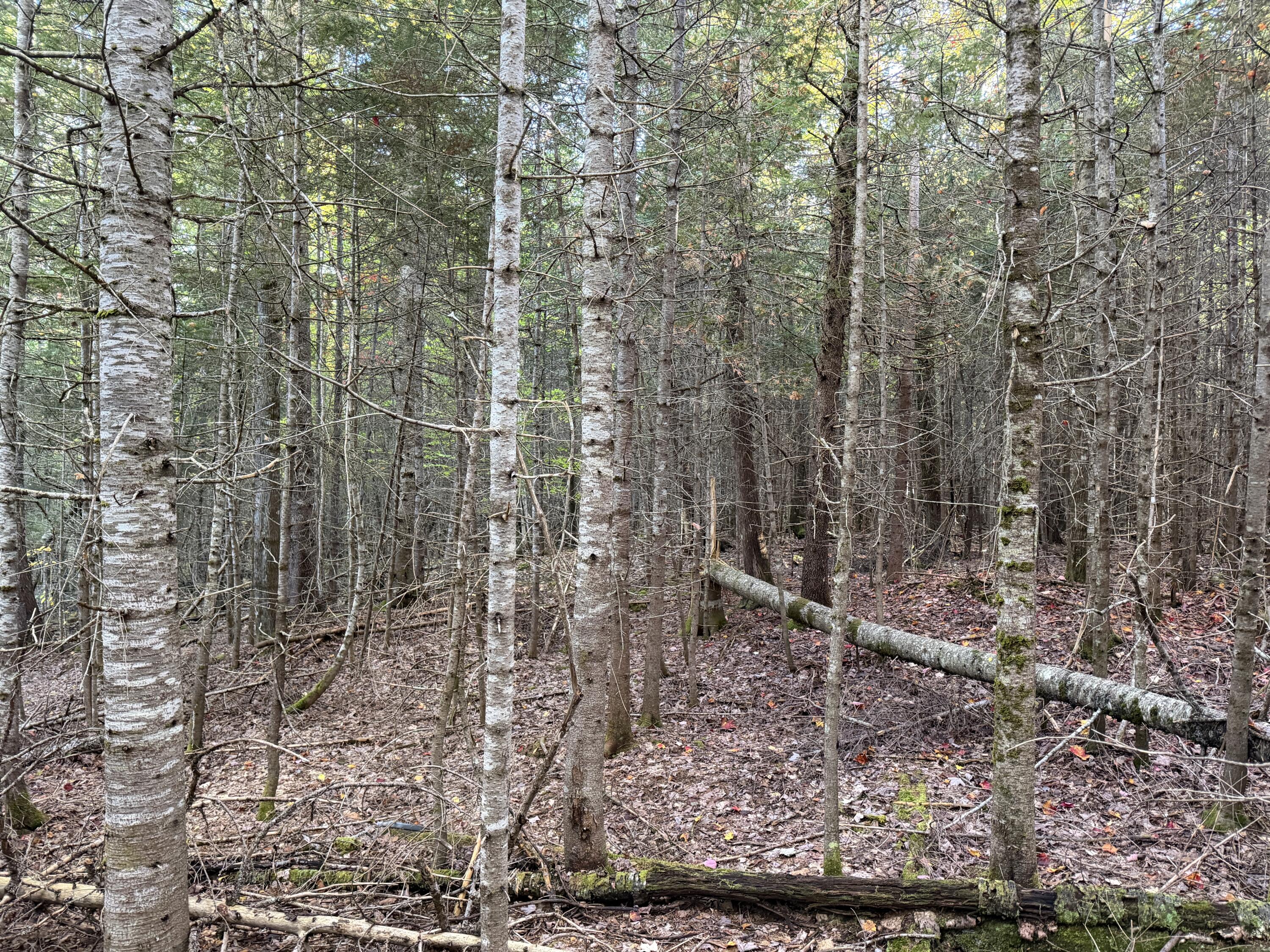 Lot 1-2 West Tucker Ridge Road Springfield, ME 04487 - Photo 11 of 20 IMG_3370