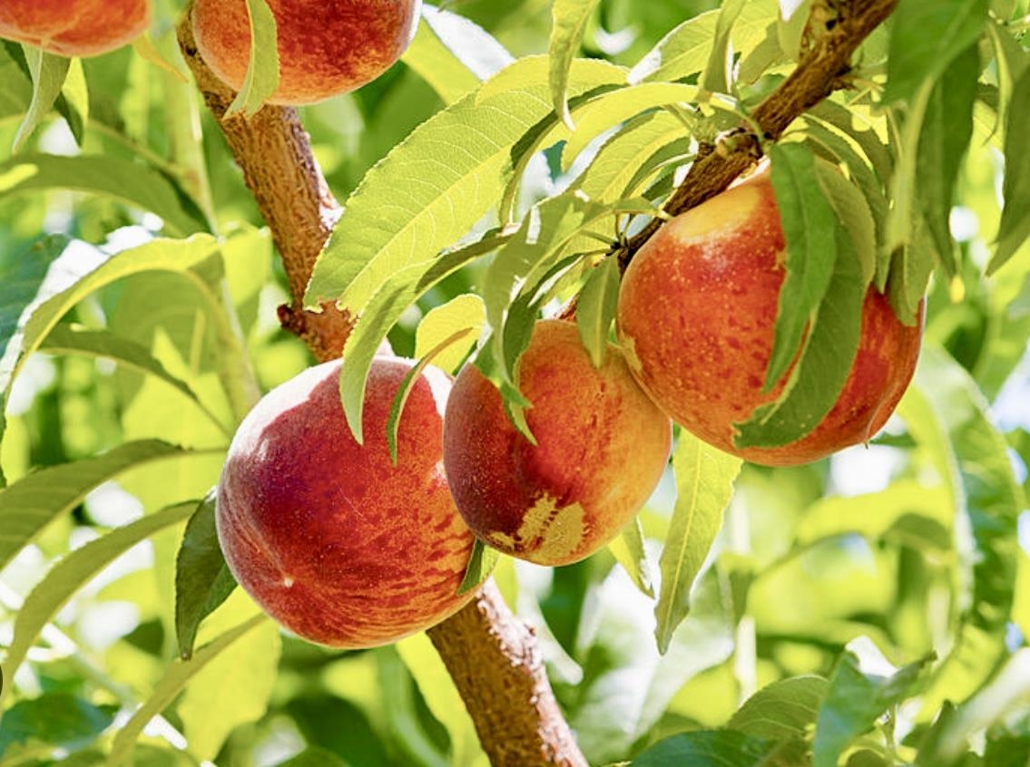 819 Elberta Avenue Palisade, CO 81526 - Photo 34 of 40