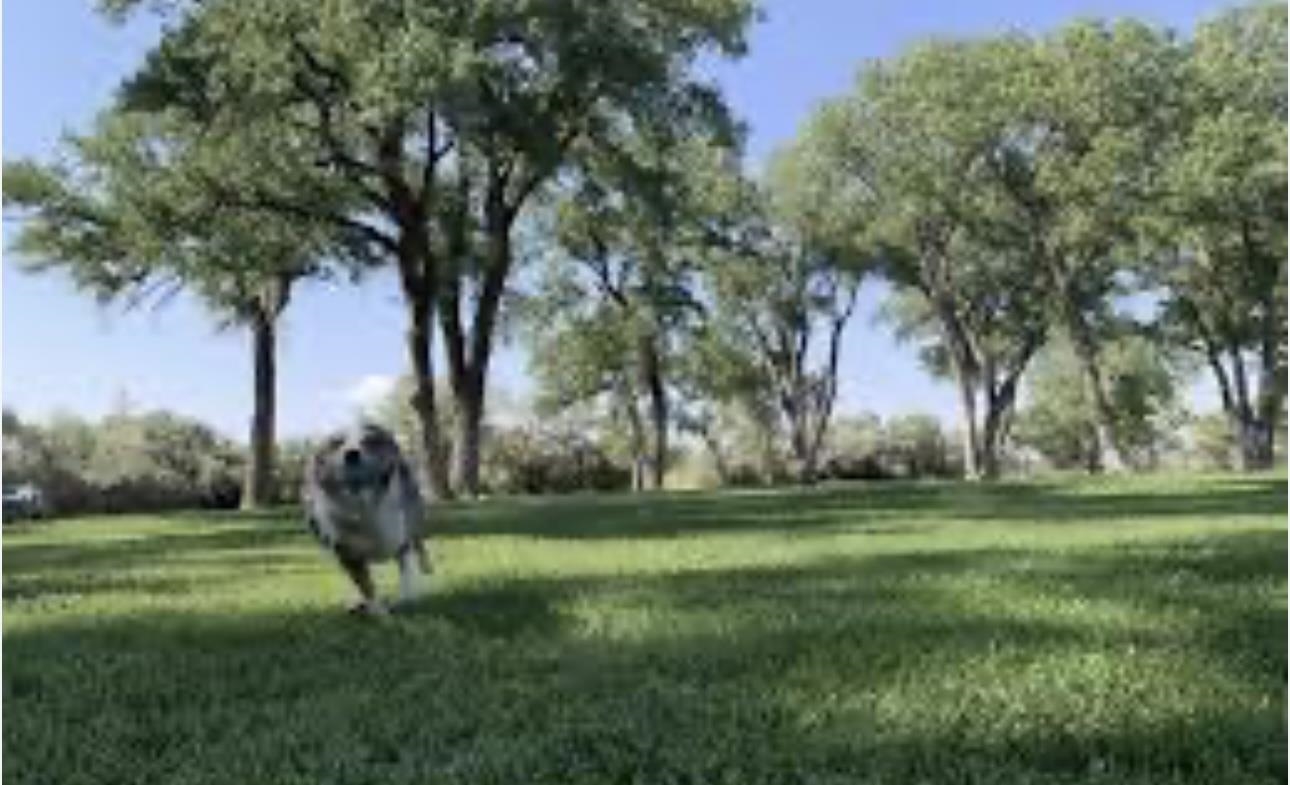 819 Elberta Avenue Palisade, CO 81526 - Photo 36 of 40 a backyard of a house with lots of green space