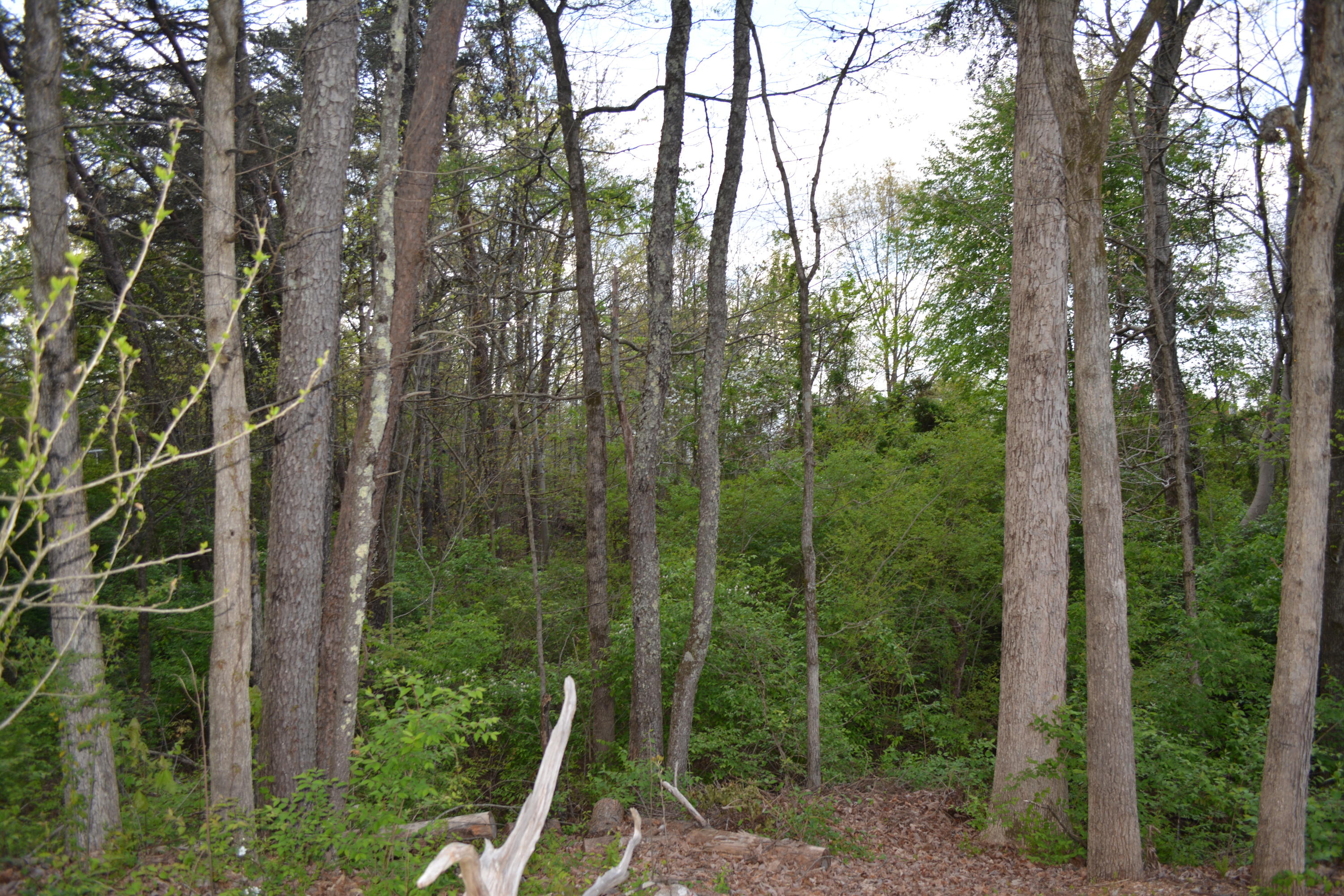 2051 Grey Ridge Road Maryville, TN 37801 - Photo 28 of 32 DSC_0428