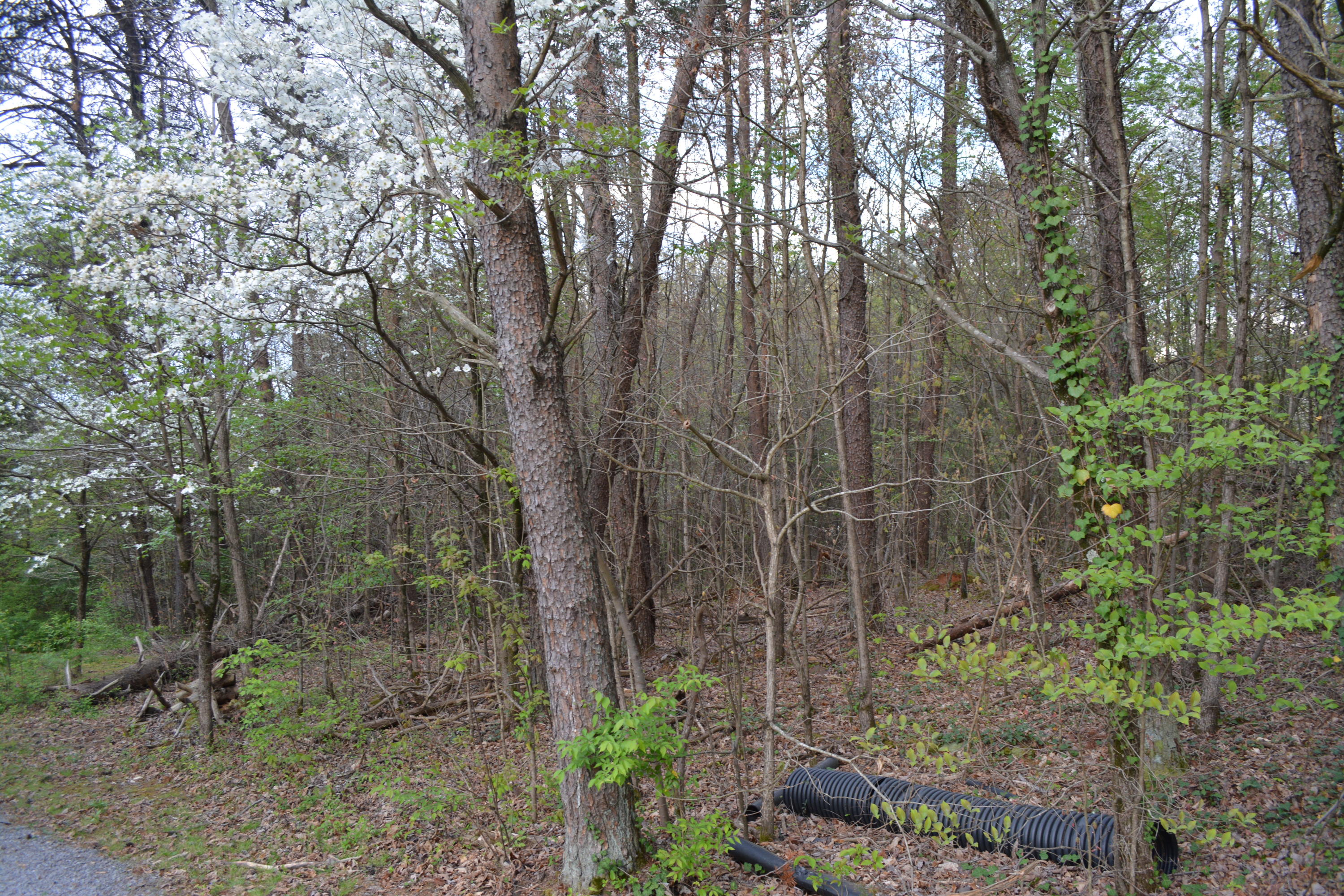 2051 Grey Ridge Road Maryville, TN 37801 - Photo 31 of 32 DSC_0435