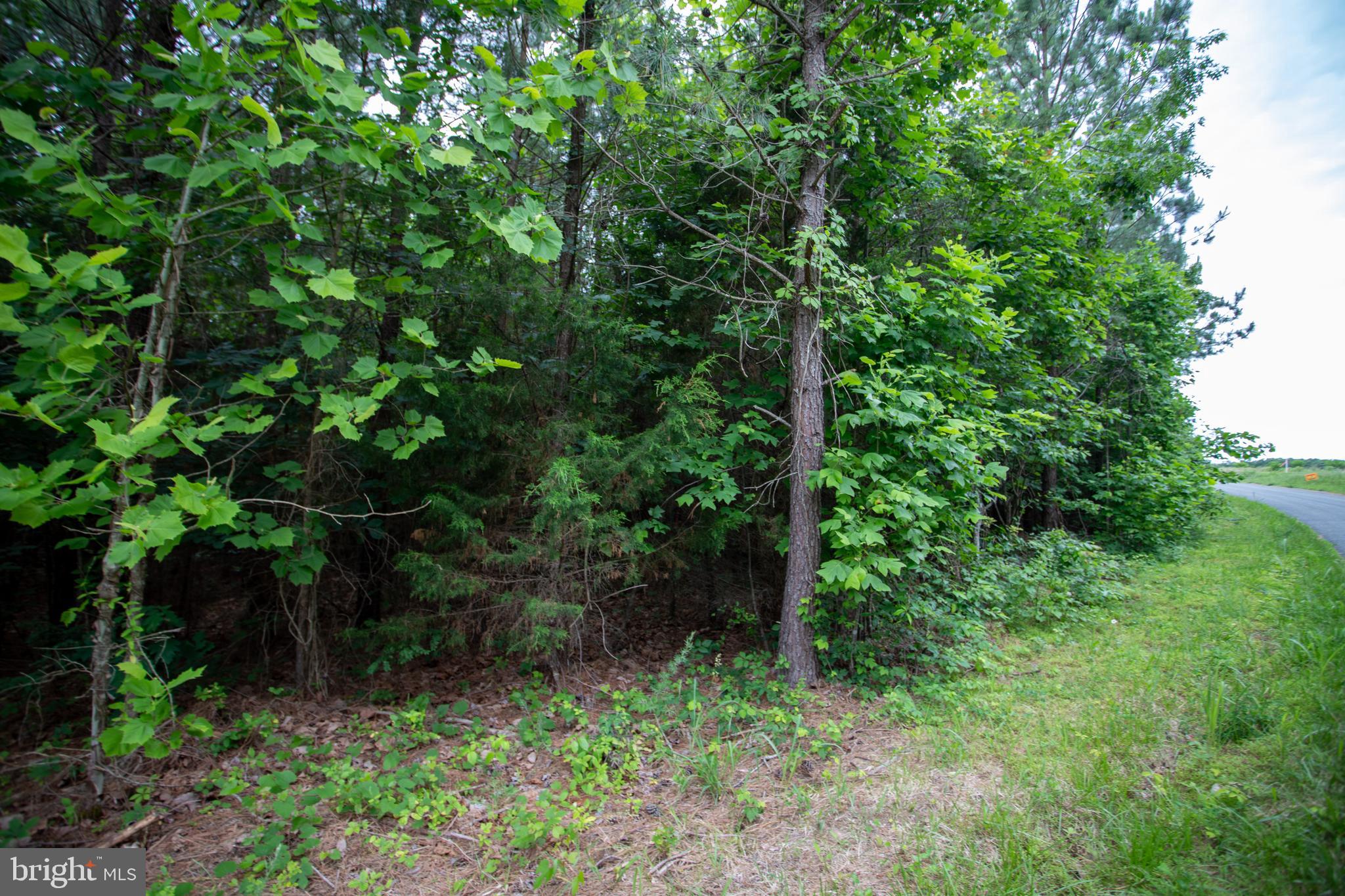 Tbd Trents Cemetery Road, Unit LOT 6 Phenix, VA 23959 - Photo 14 of 19