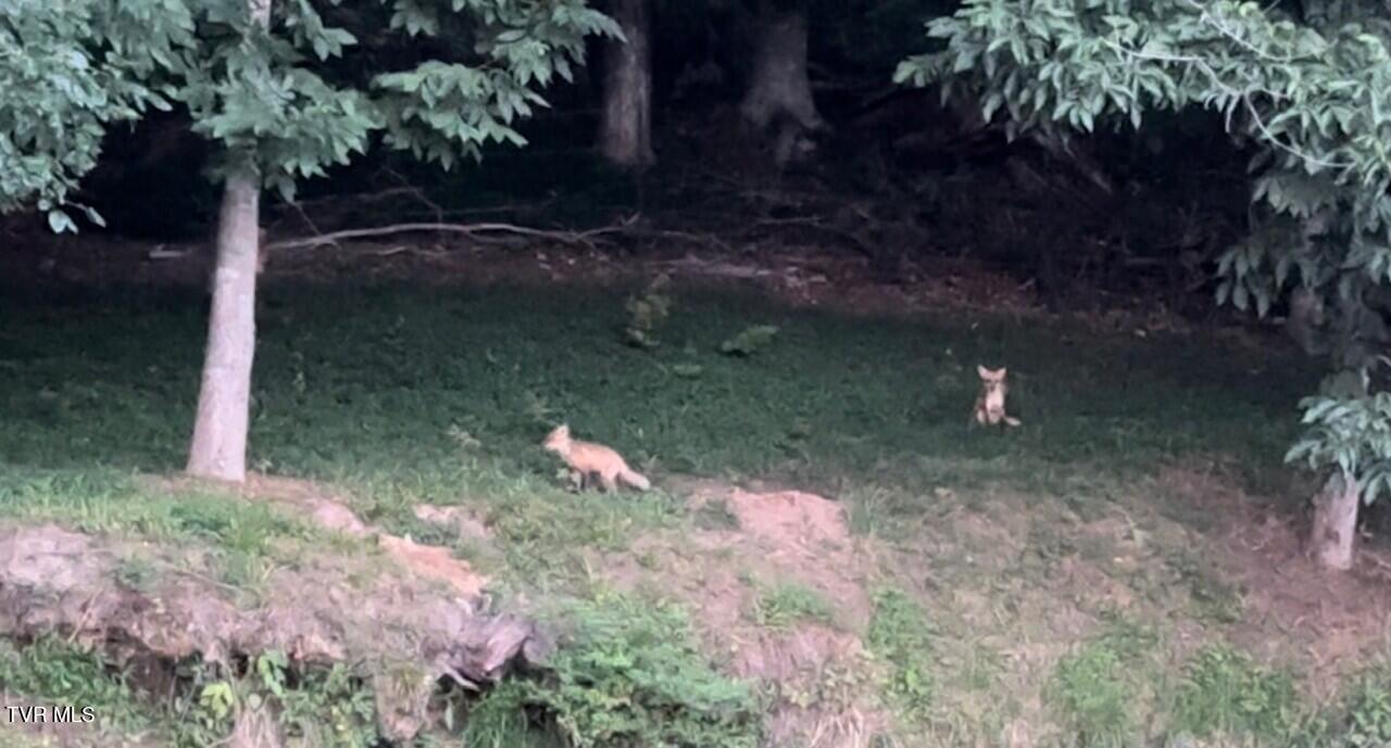 375 Middle Creek Road Afton, TN 37616 - Photo 116 of 119 Foxes 01