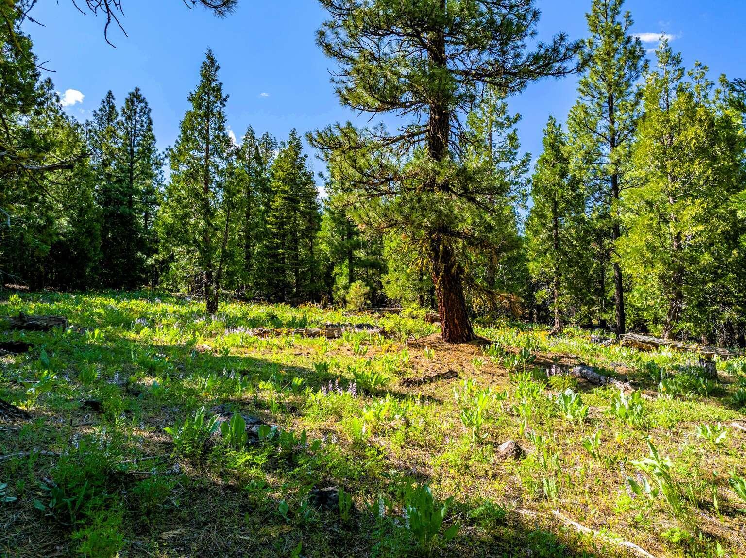 9454 Ridge Road Alturas, CA 96101 - Photo 6 of 18 a backyard of a house with lots of green space