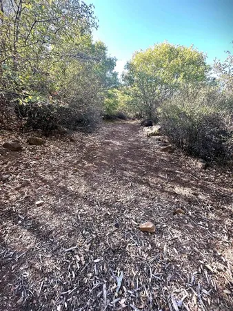 a view of a forest with trees in the background
