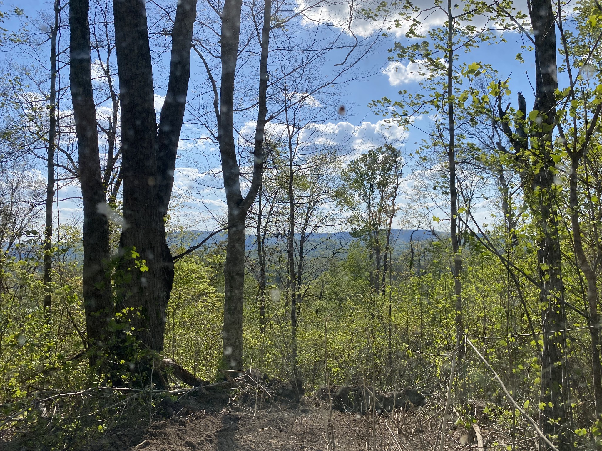 103 Harrison Ferry Road McMinnville, TN 37110 - Photo 7 of 20 a backyard of a house with lots of green space