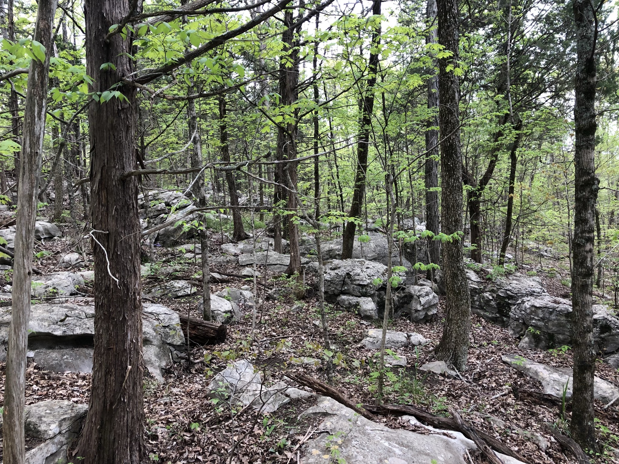 103 Harrison Ferry Road McMinnville, TN 37110 - Photo 8 of 20 a view of forest