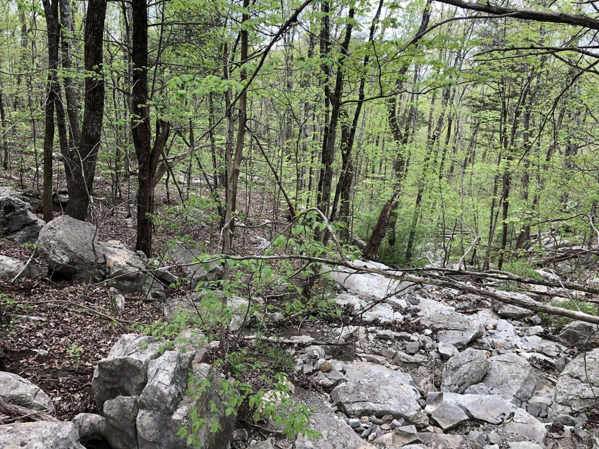 103 Harrison Ferry Road McMinnville, TN 37110 - Photo 9 of 20 a view of a yard with plants and trees