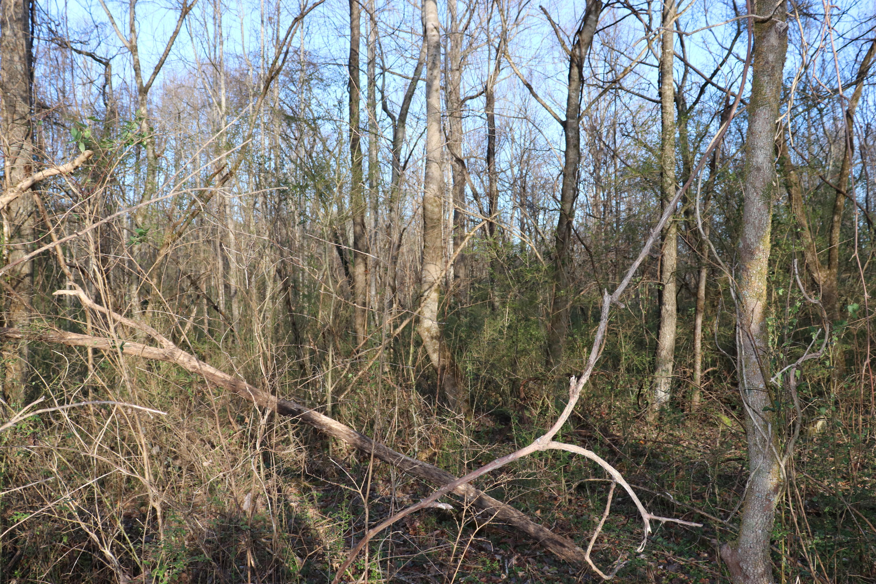 Lot C Dry Valley Road Townsend, TN 37882 - Photo 2 of 10 lots of trees