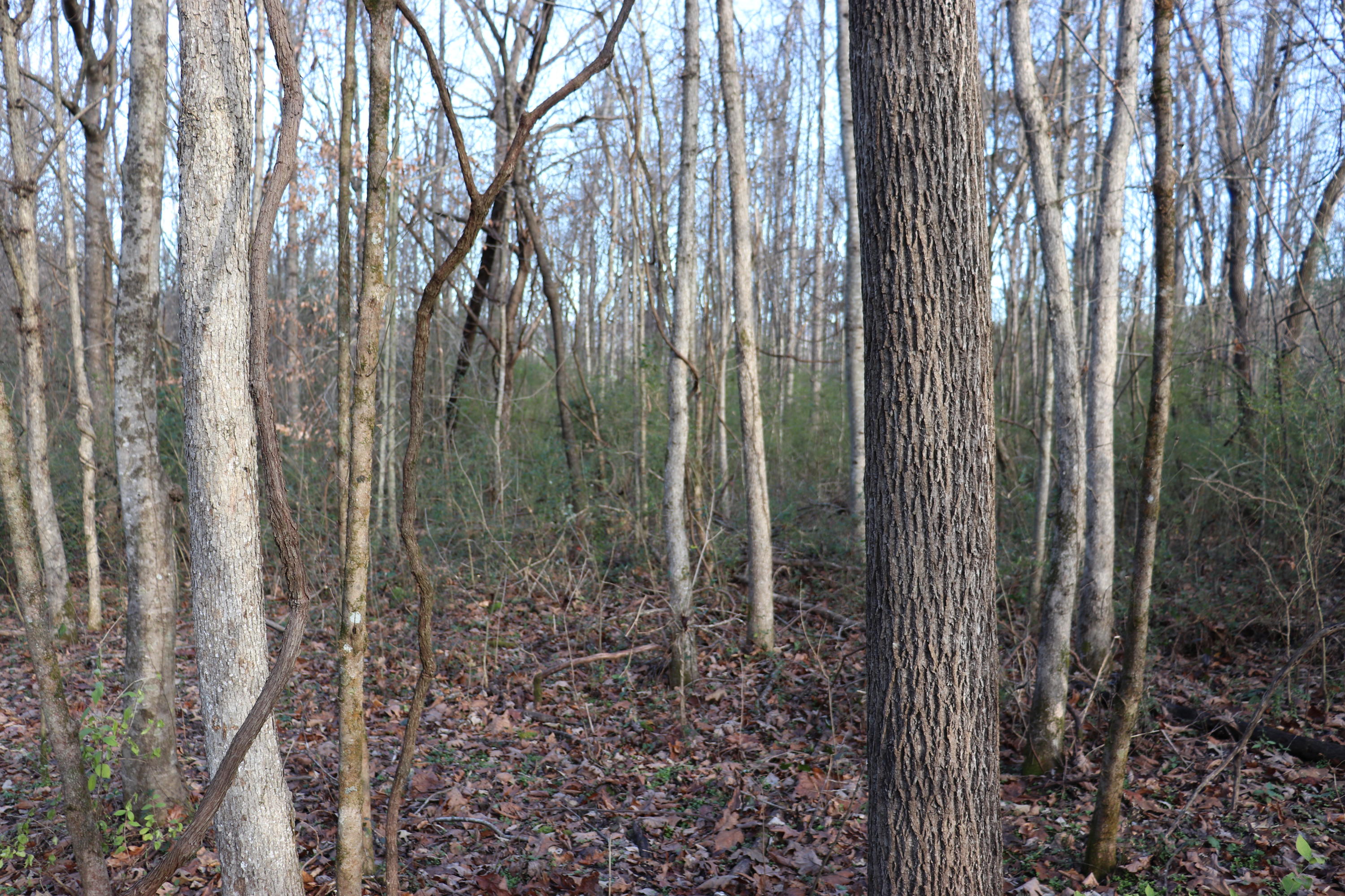 Lot C Dry Valley Road Townsend, TN 37882 - Photo 3 of 10 Level land