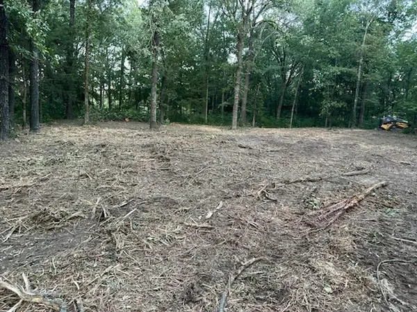 a view of a forest with trees in the background
