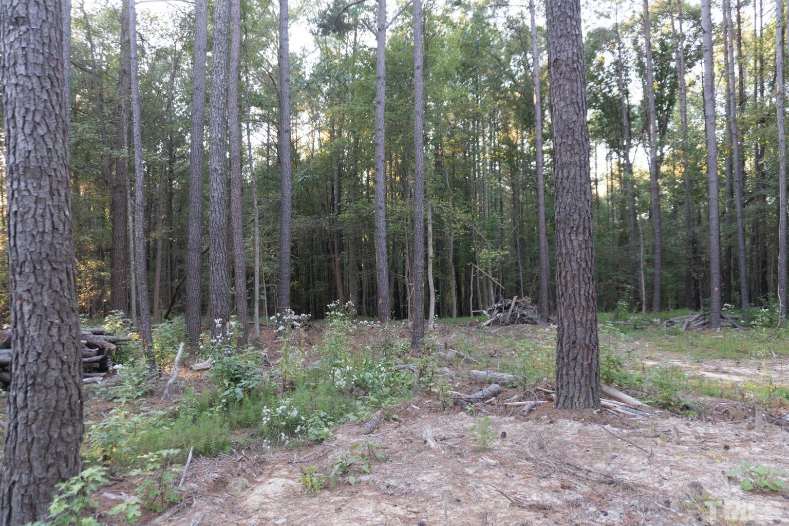 3115 Walters Road Creedmoor, NC 27522 - Photo 2 of 12 a view of a forest with trees in the background