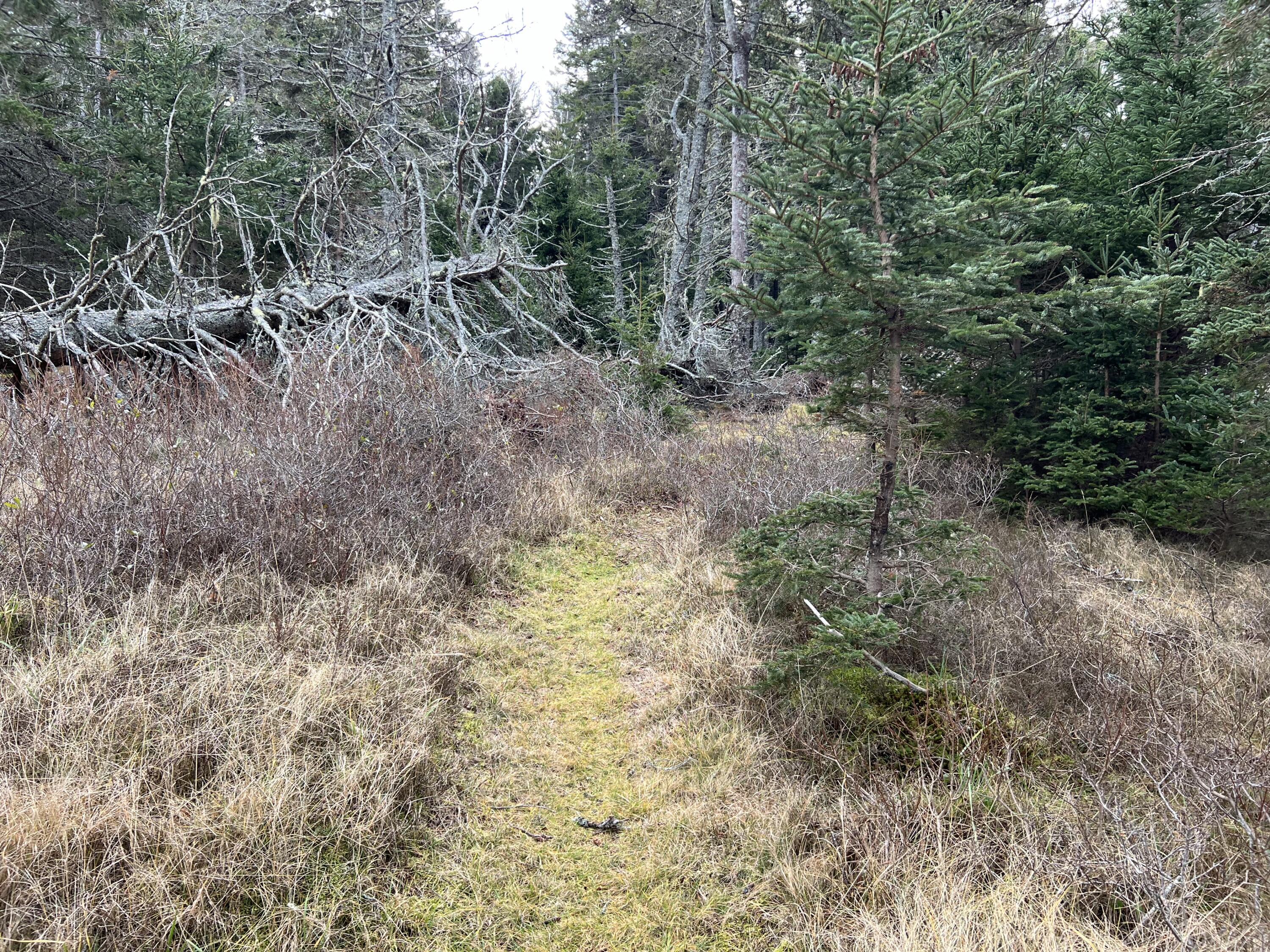 0 Butler Road Frenchboro, ME 04635 - Photo 19 of 22 IMG_1713