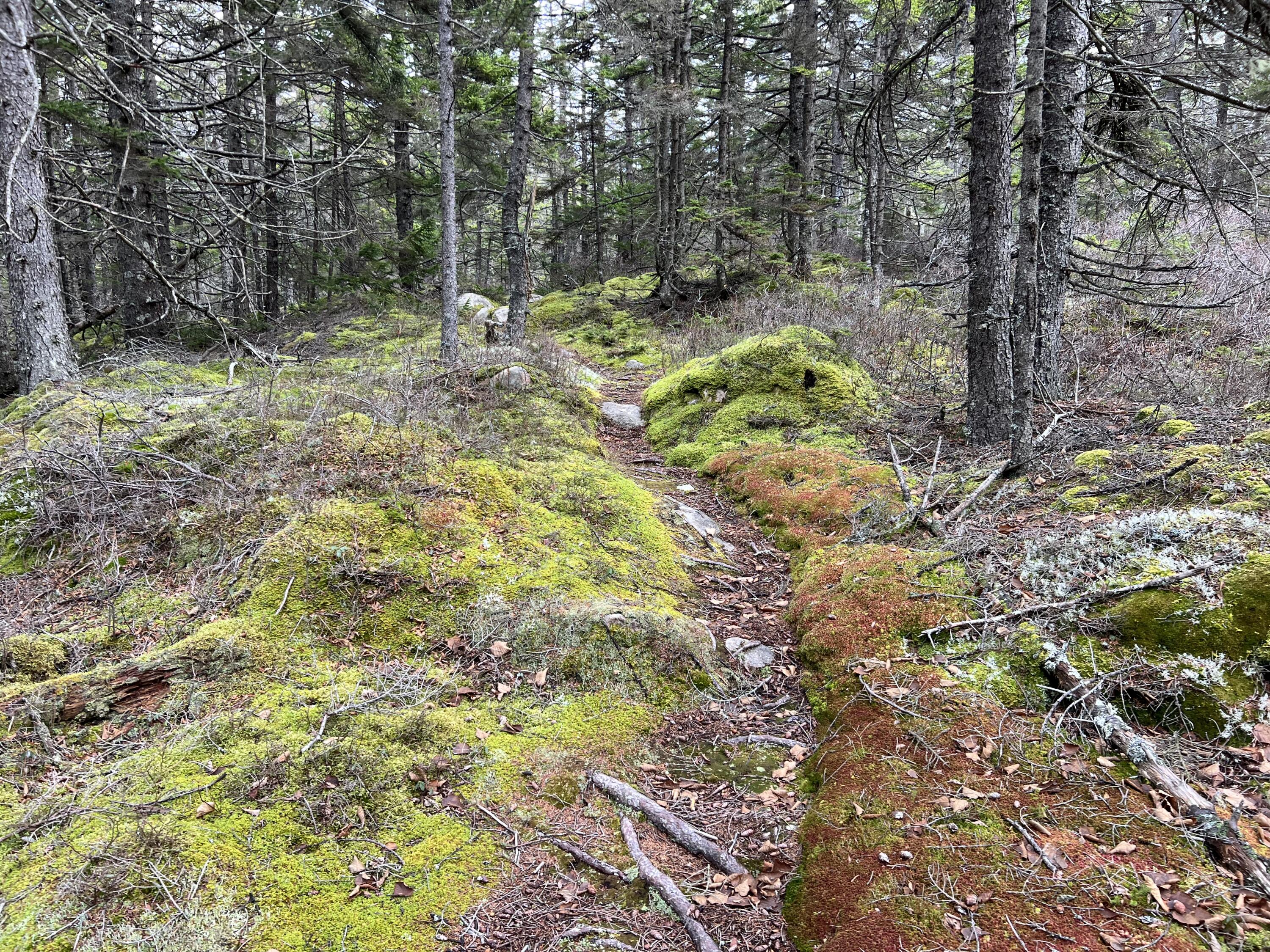 0 Butler Road Frenchboro, ME 04635 - Photo 20 of 22 IMG_1715