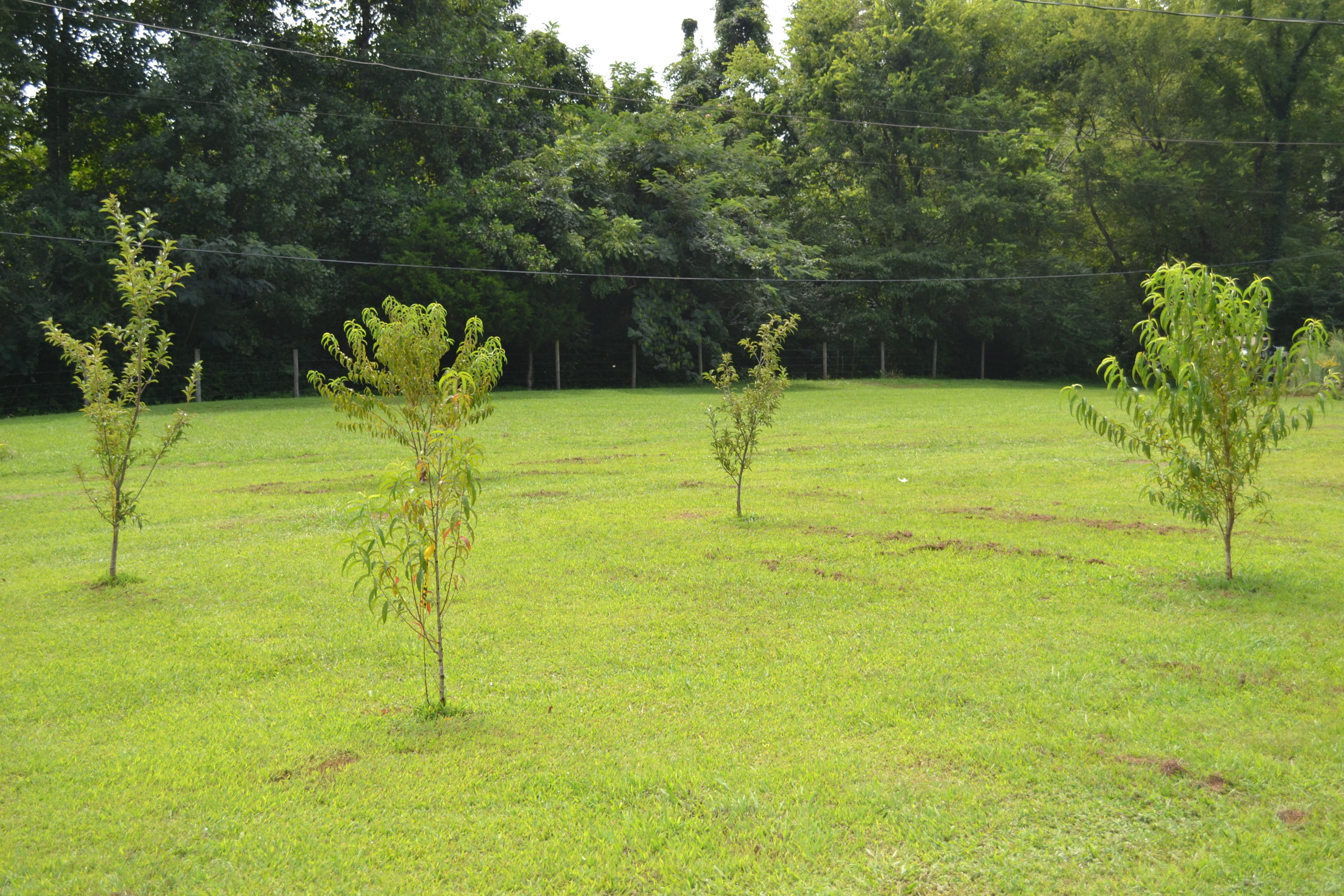 612 Coppinger Cove Road Sequatchie, TN 37374 - Photo 30 of 36 DSC_0325