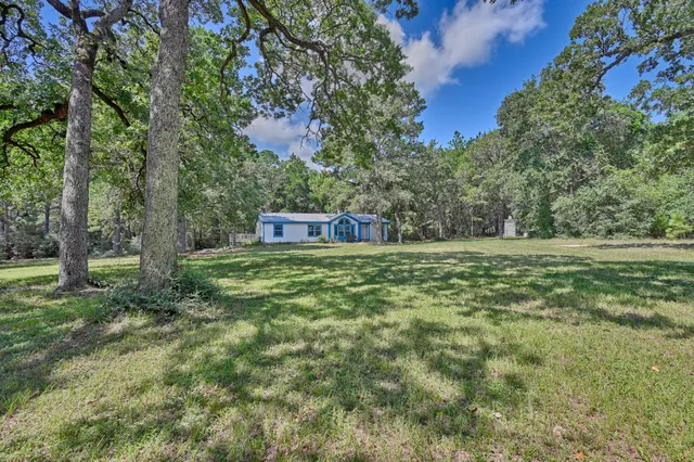 a view of a forest filled with trees