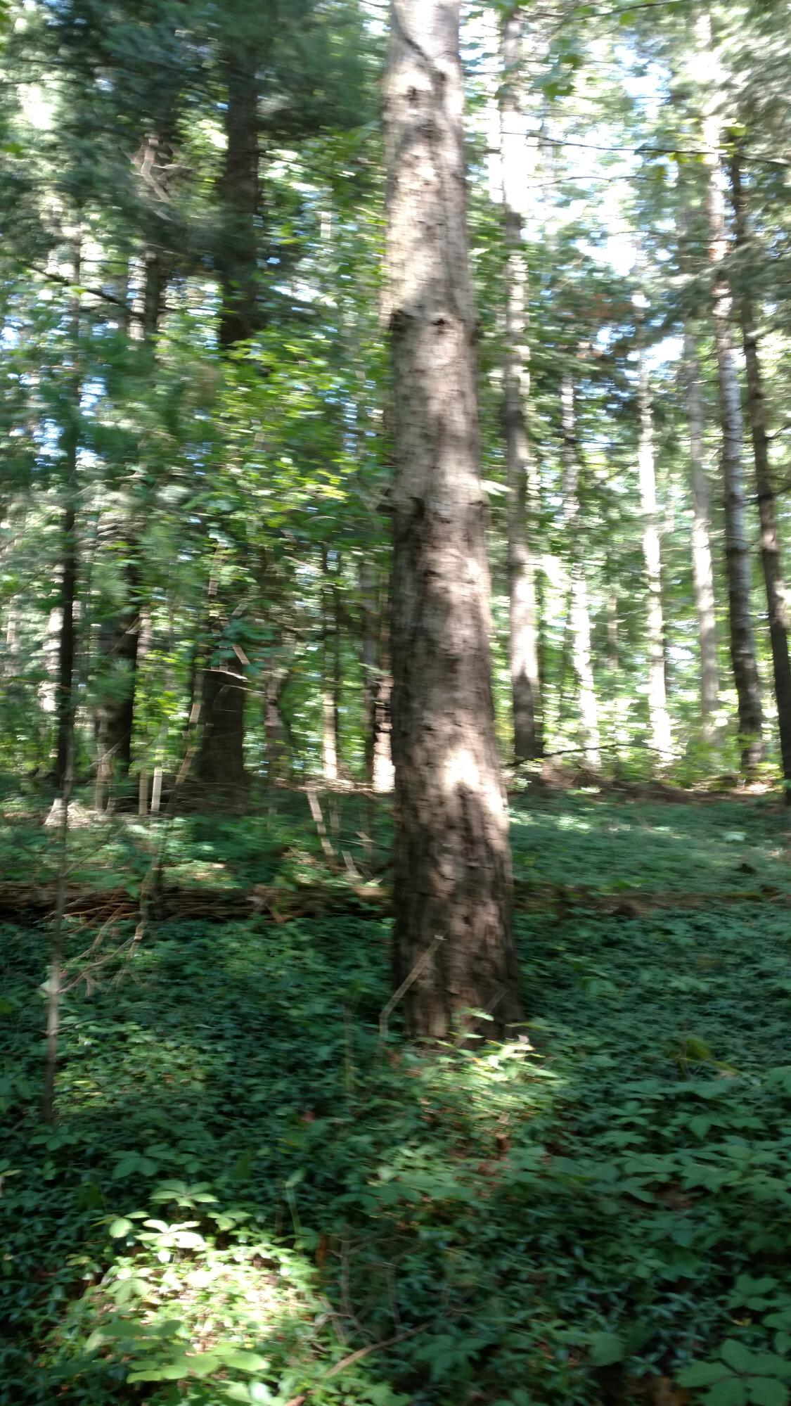 8196 Wildwood Road Reading, MI 49274 - Photo 76 of 81 IMG_20210825_152843773