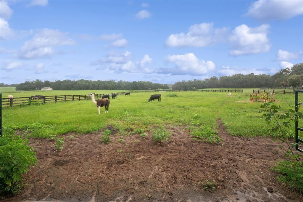35520 Timbertop Lane Fruitland Park, FL 34731 - Photo 49 of 82 a view of a lake with houses in the back