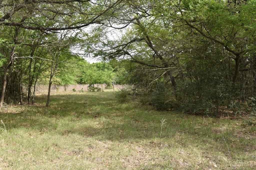 Tbd Mitchell Road Kosse, TX 76653 - Photo 2 of 30 View of tree filled area
